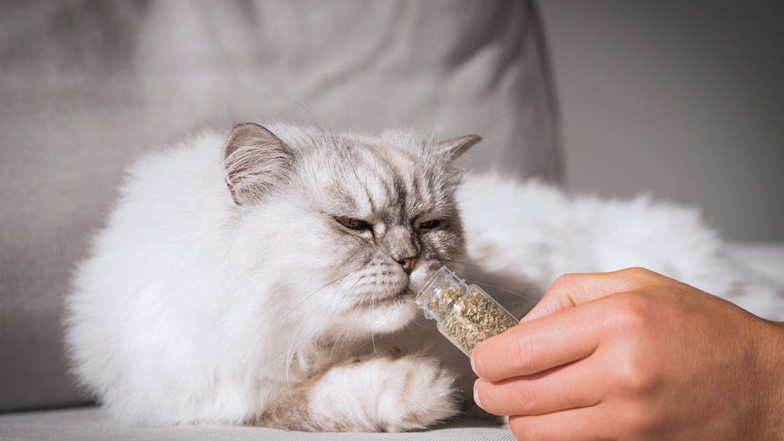 tại sao mèo không thích cỏ mèo catnip?