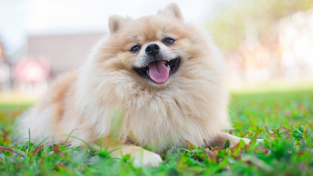 Cách Chải Lông Cho Chó Phốc Sóc Đẹp Như Ở Spa