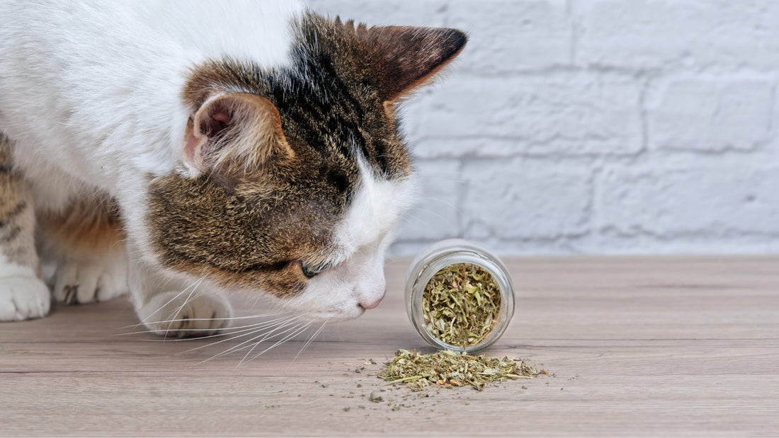 Catnip (cỏ bạc hà mèo) là gì?