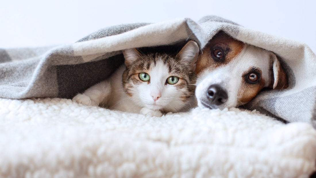 Dịch vụ vận chuyển thú cưng từ TPHCM đi Đà Nẵng an toàn, nhanh chóng Dịch vụ vận chuyển thú cưng từ TPHCM đi Đà Nẵng an toàn, nhanh chóng