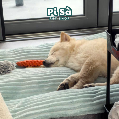 Nệm cho chó mèo 