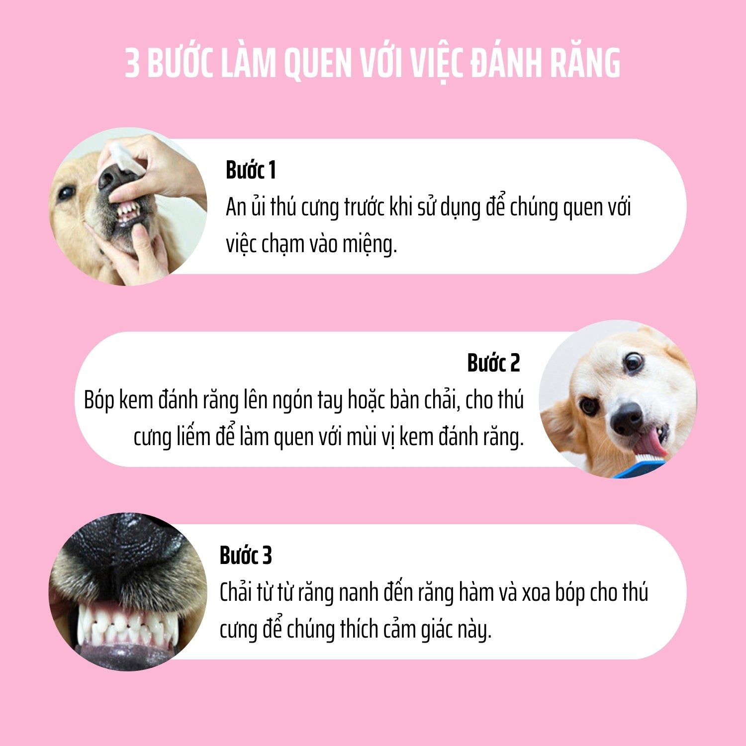 Các bước giúp chó mèo làm quen với việc đánh răng