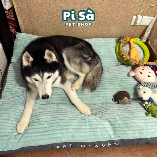Đệm cho chó Husky