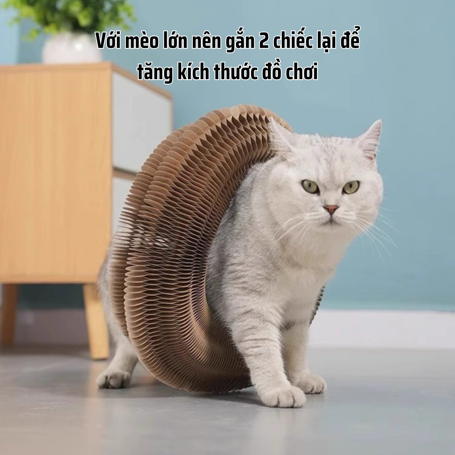 Bàn tròn mài móng cho mèo lớn