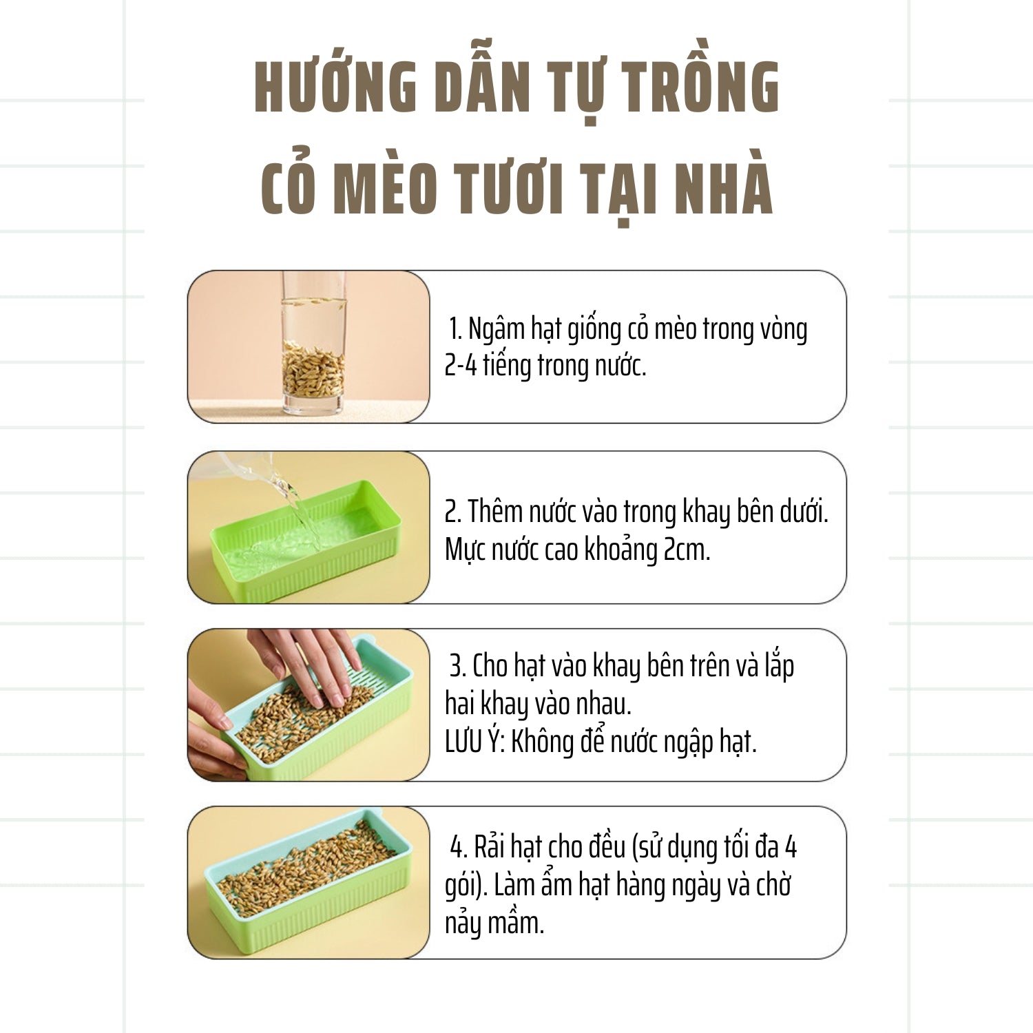 Hướng dẫn tự trồng cỏ mèo tươi thuỷ canh tại nhà