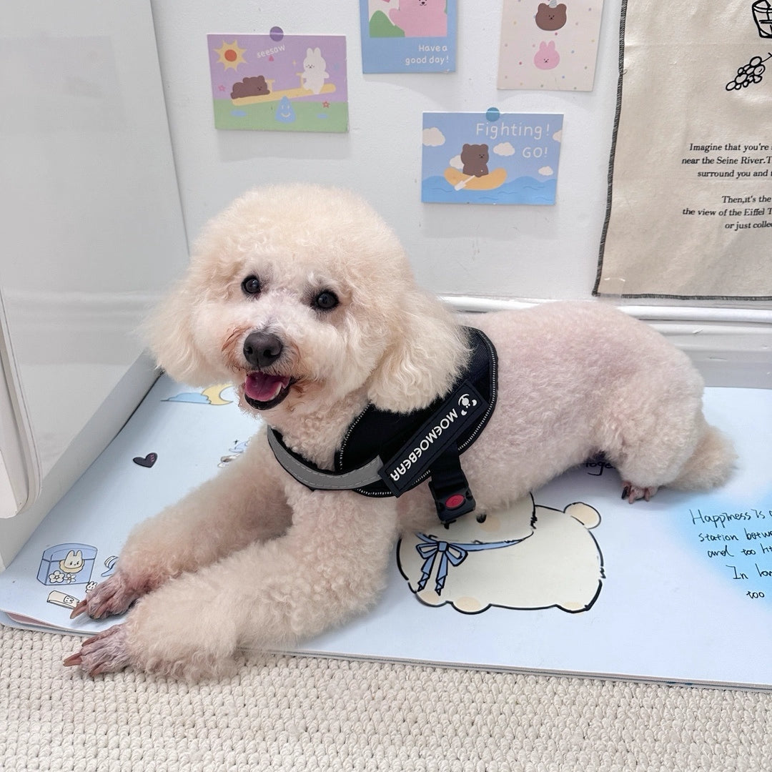 Dây dắt chó mèo cao cấp có đủ kích thước lớn nhỏ